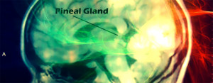 pineale